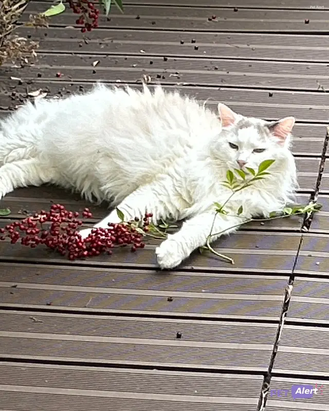 Chat ragdoll · Tigrou