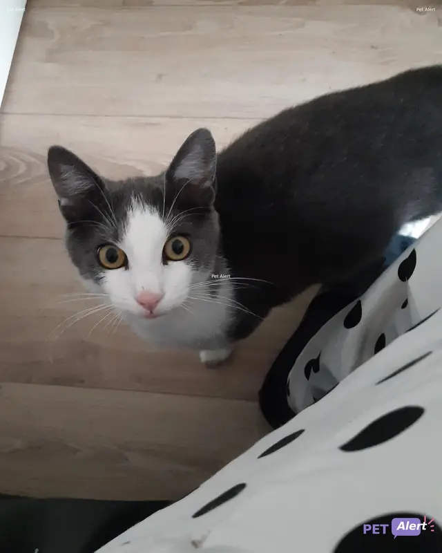 Chat européen