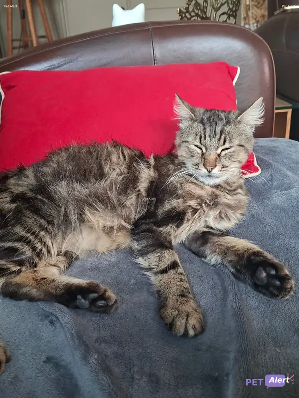 Chat européen