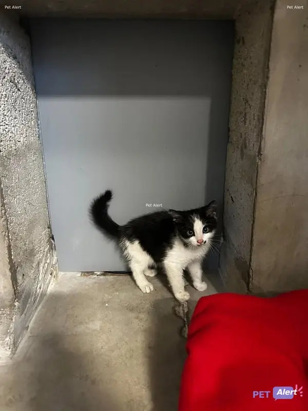 Chat blanc, noir