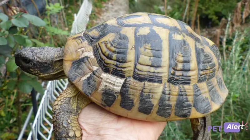 Animal turtle