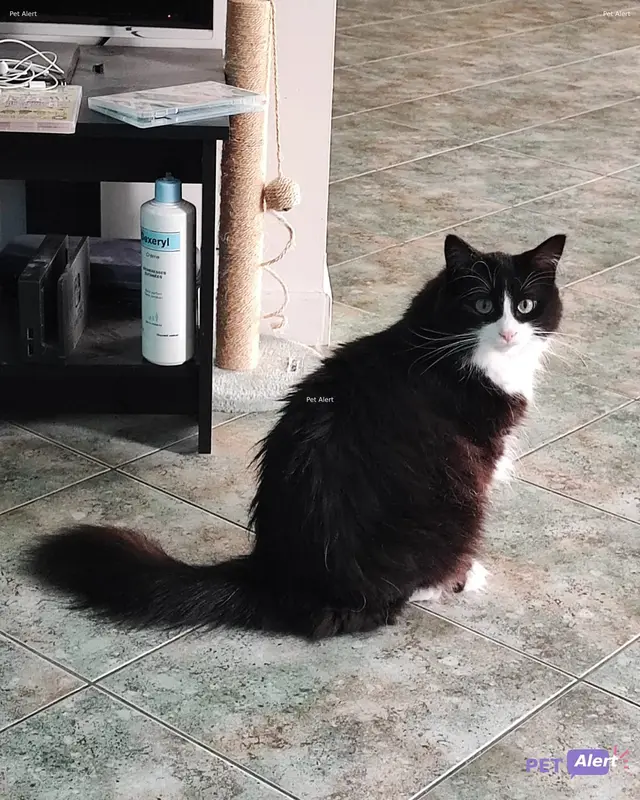 Chat européen · Leeloo
