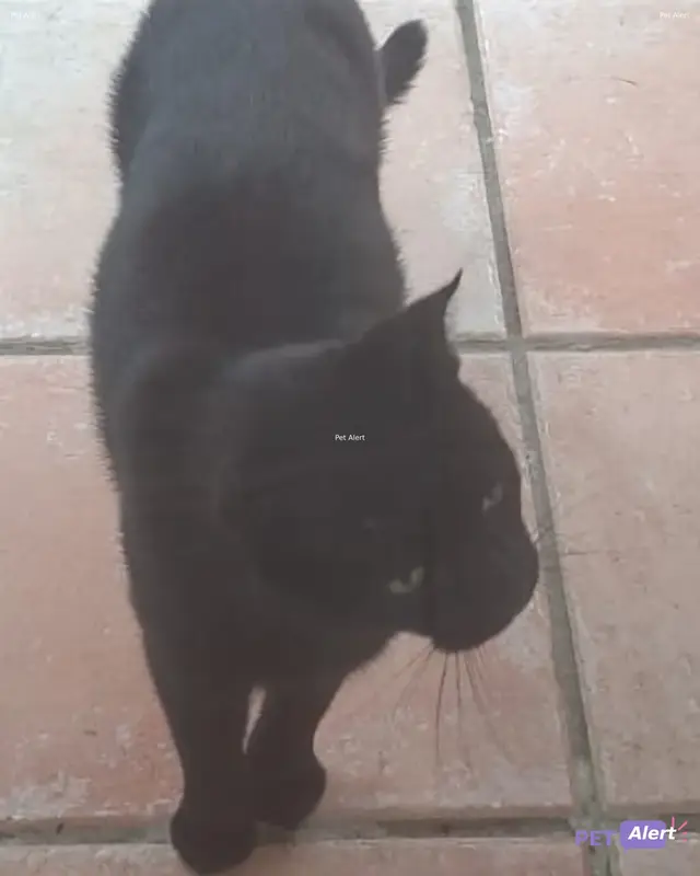 Chat noir