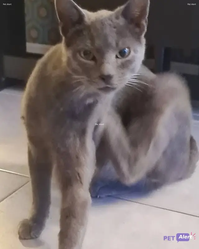 Chat