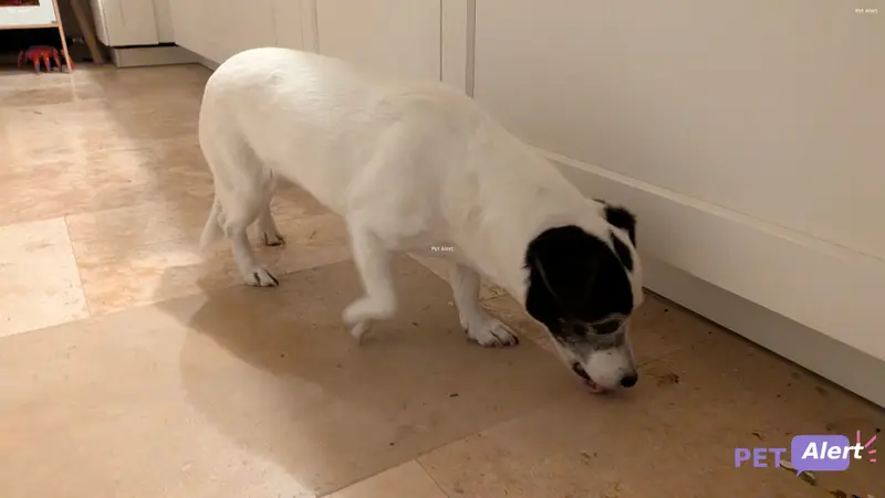 Chien jack russell