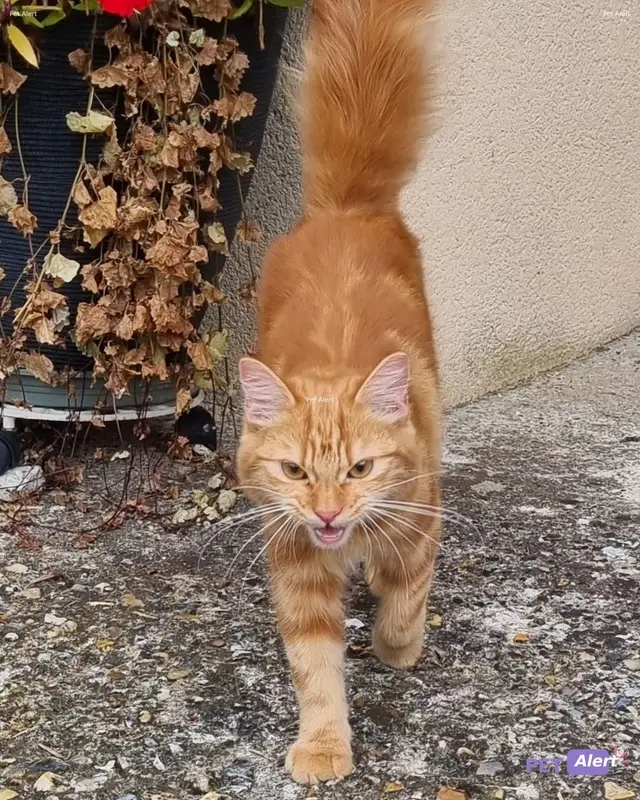 Chat fauve, roux