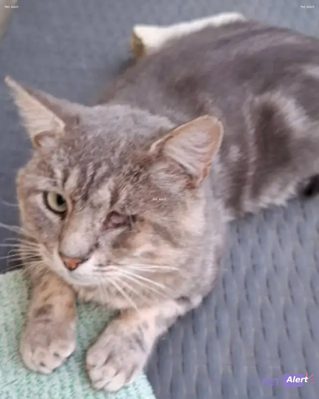 Chat