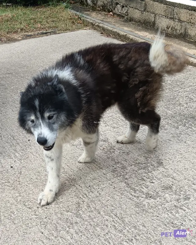 Chien husky sibérien
