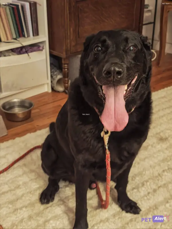 Chien labrador retriever