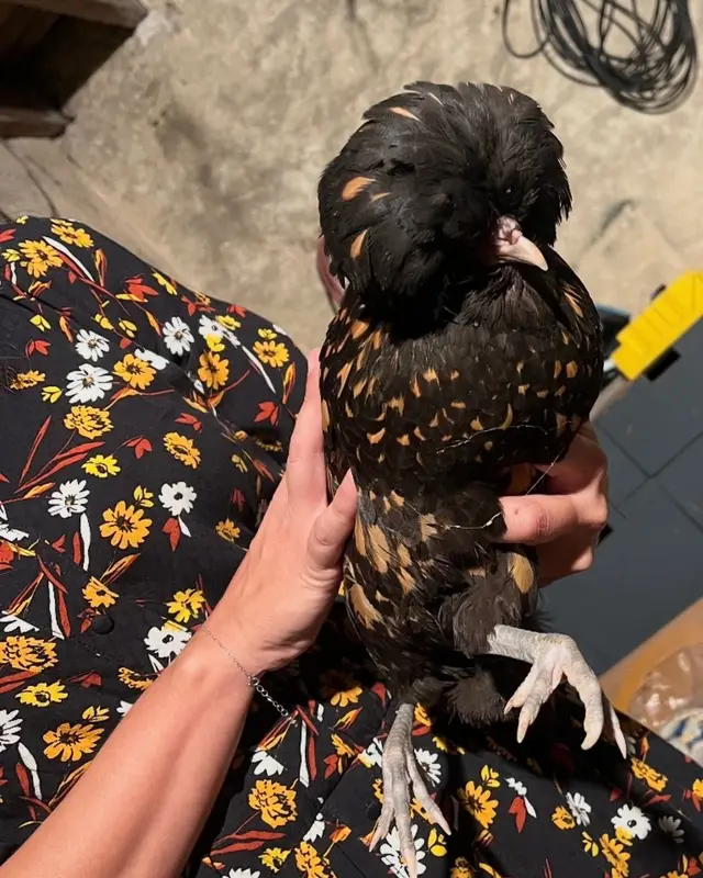 Animal other bird