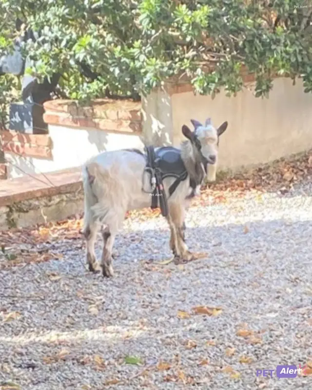 Animal goat