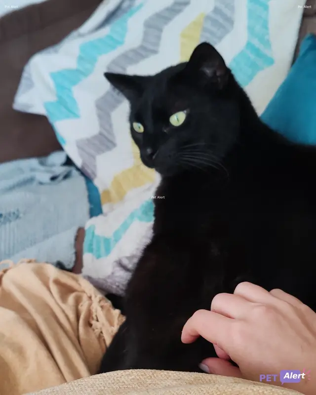 Chat européen · Camboui