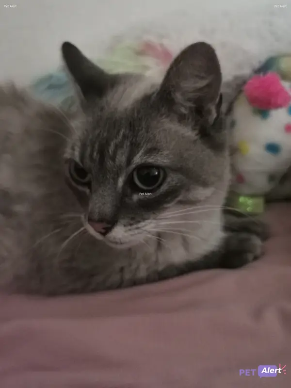 Chat gris