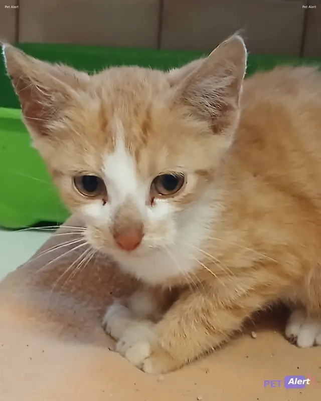 Chat européen