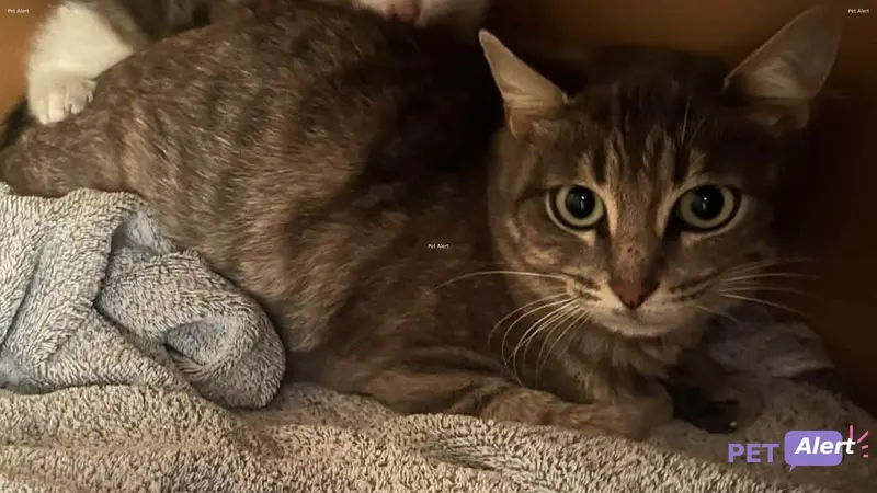 Chat tigré