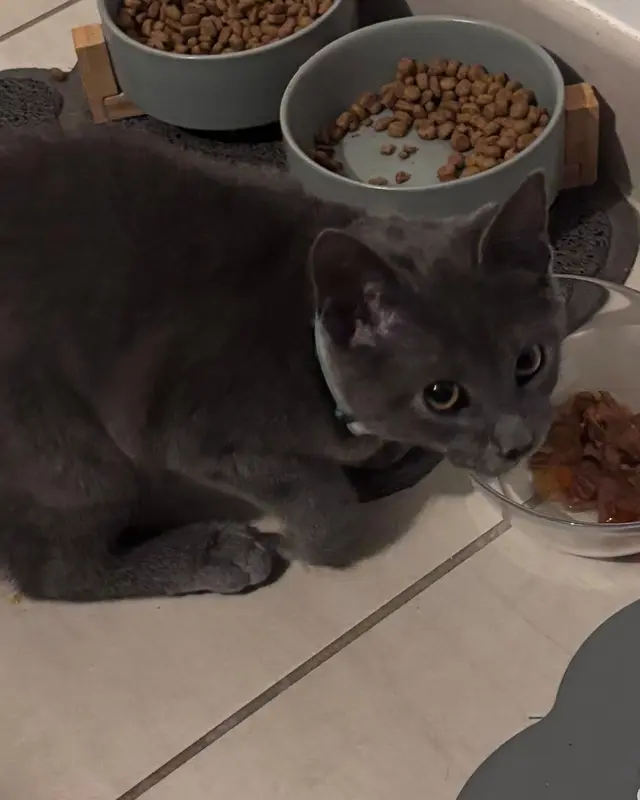 Chat gris