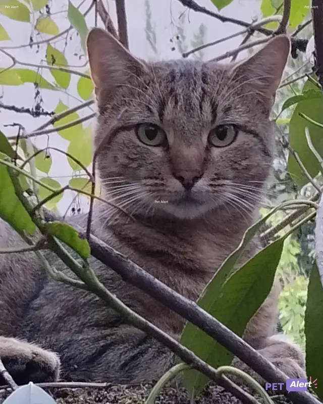 Chat européen