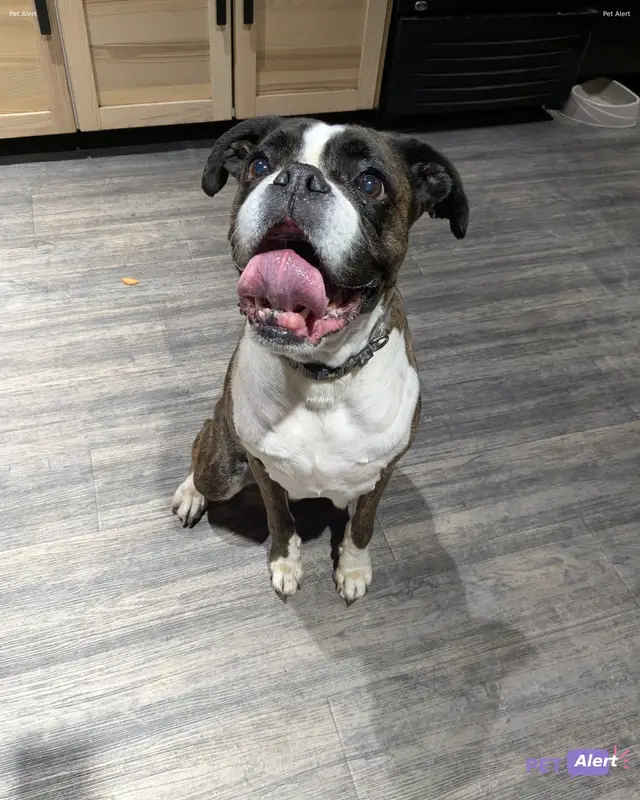 Chien boxer