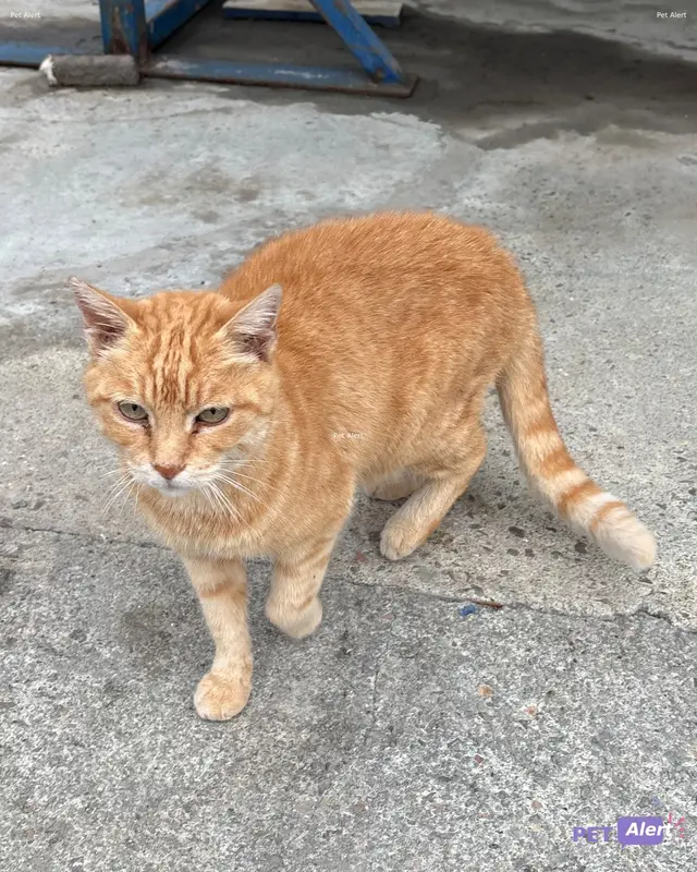 Chat roux
