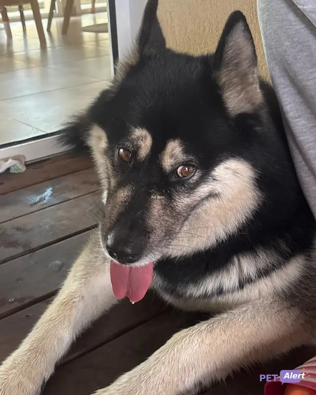 Chien husky sibérien