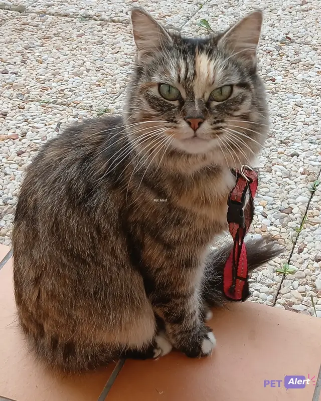 Chat tigré