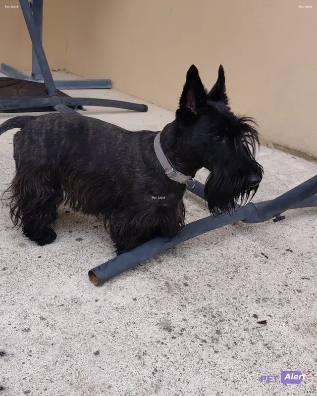 Chien terrier écossais