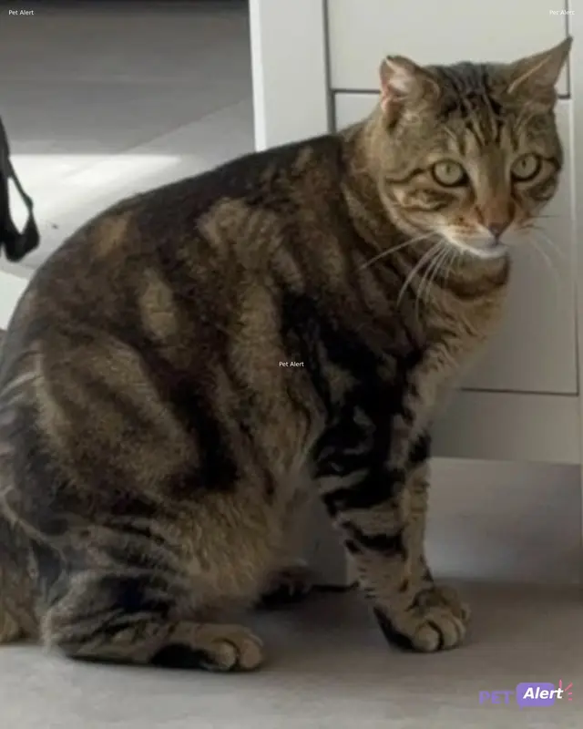 Chat tigré · Sherlock