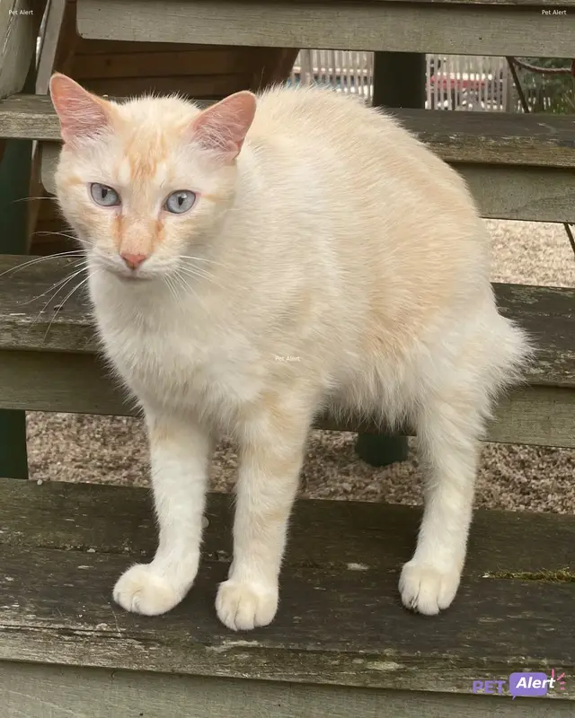 Chat beige · Trouille