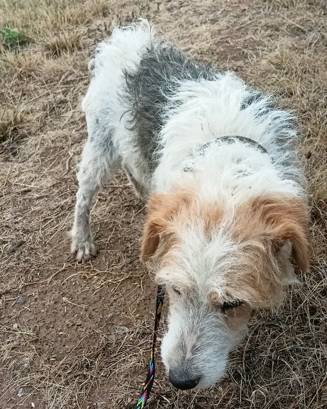 Chien fox-terrier à poil dur