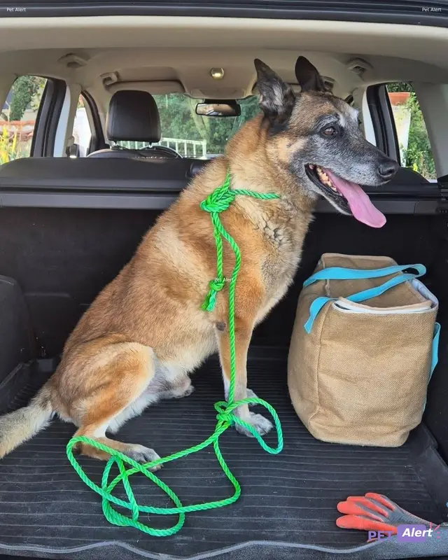 Chien malinois
