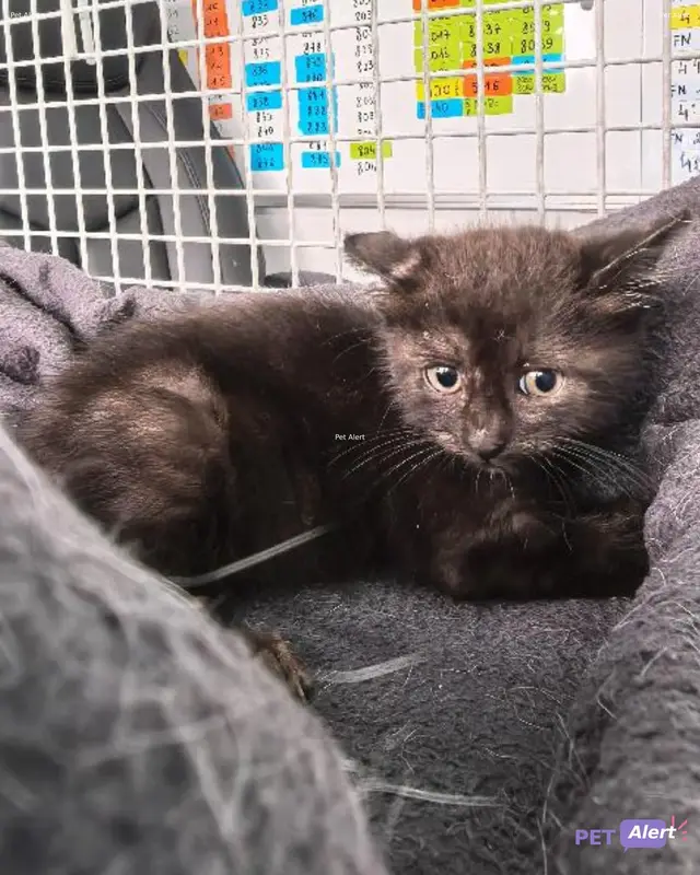 Chat européen
