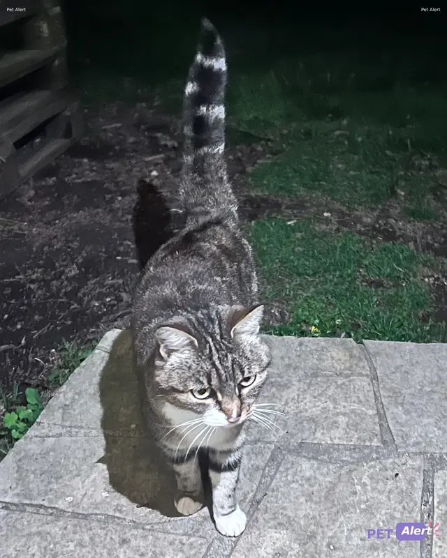 Chat tigré