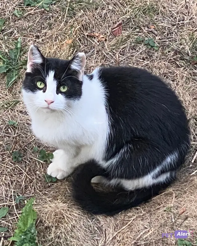 Chat blanc, noir
