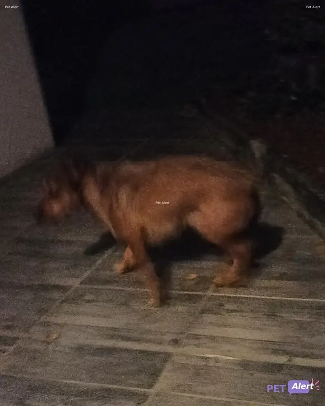 Chien fauve