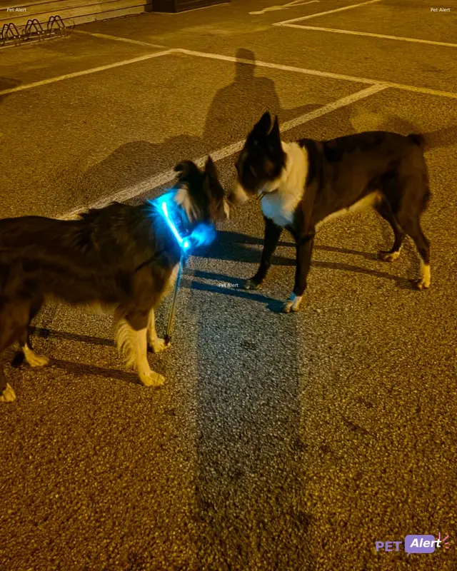 Chien border collie