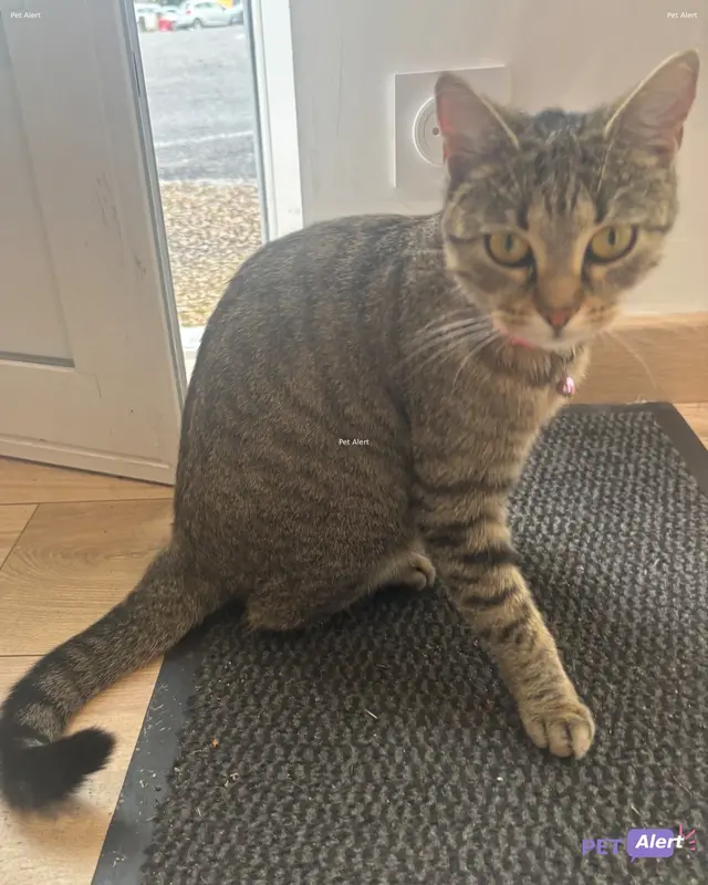 Chat tigré