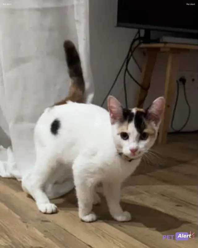 Chat européen