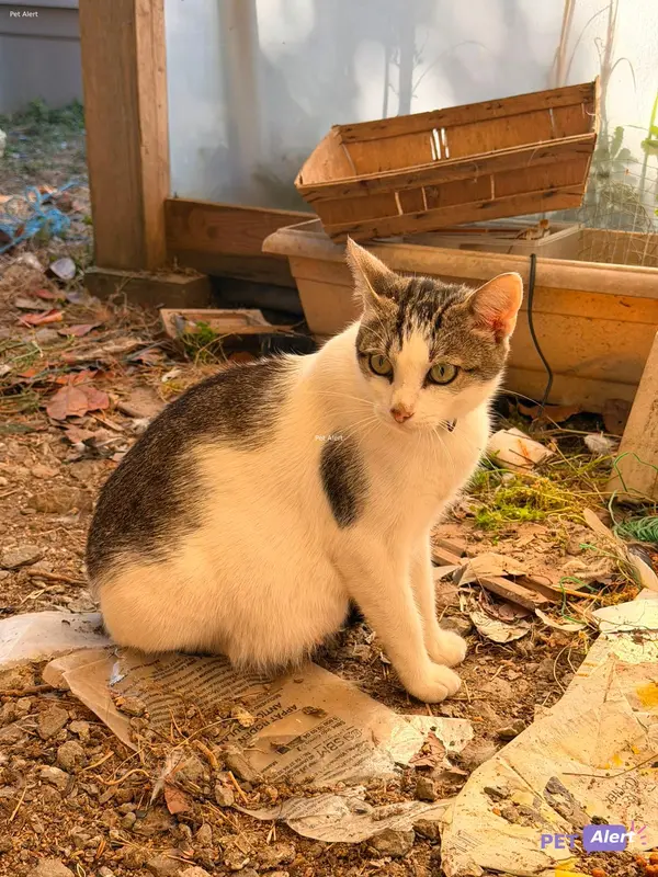 Chat blanc, gris, tricolore
