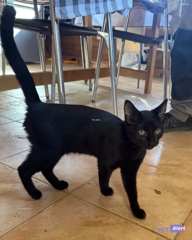 Chat noir