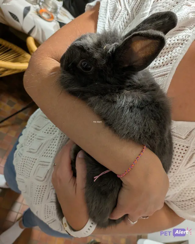 Animal rabbit