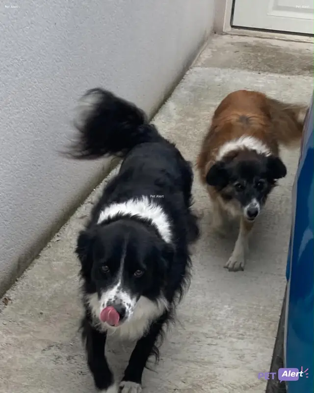 Chien border collie