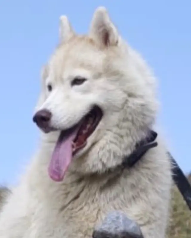 Chien husky sibérien · Ozie