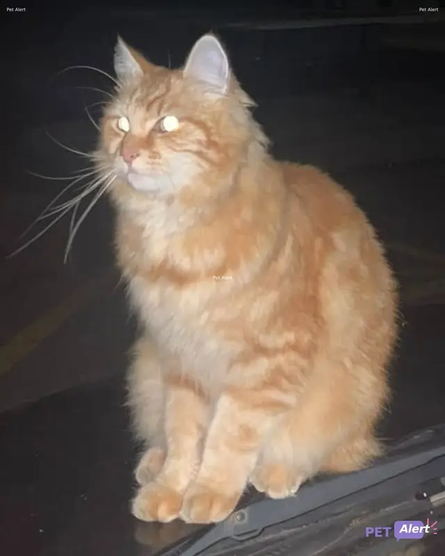Chat tigré, roux