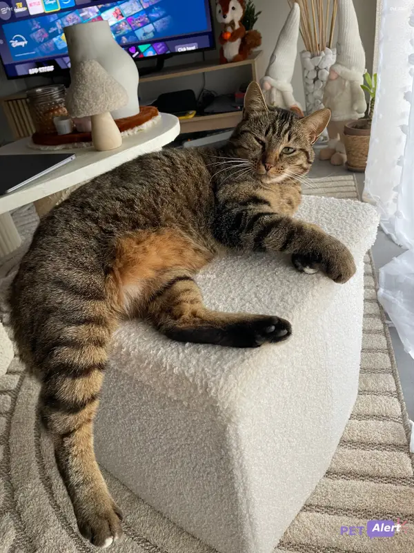 Chat tigré
