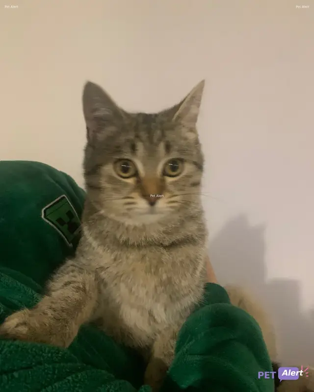 Chat gris