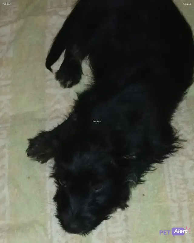 Chien noir