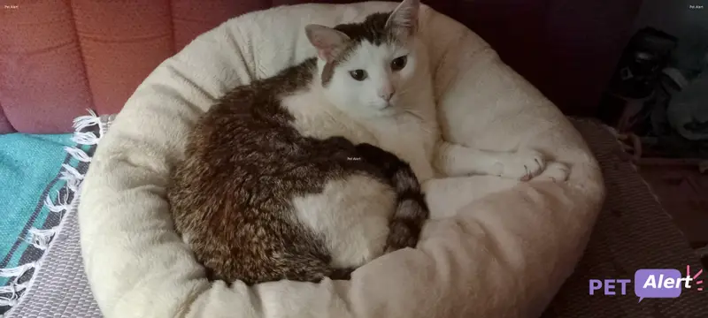 Chat européen · Trompette
