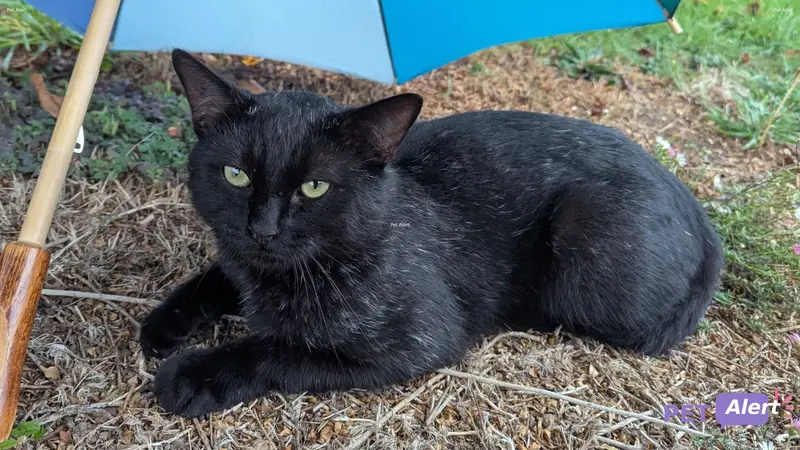 Chat noir, blanc