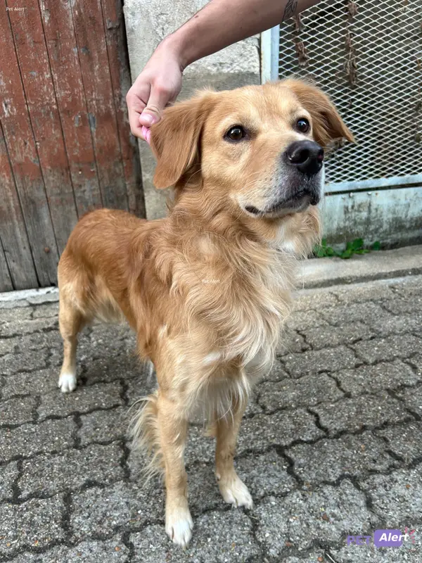 Chien golden retriever