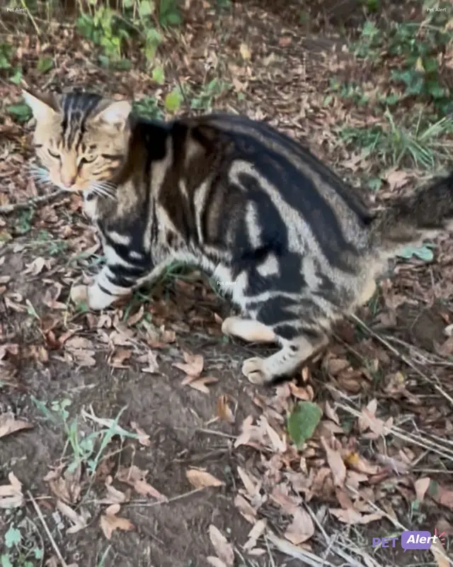 Chat tigré